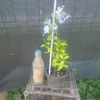 plumbago bleo 20lei