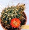 Acanthocalycium minutum