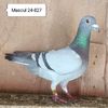 Mascul 24-827