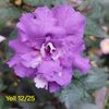 IMG-2025.07.22