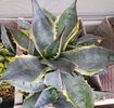 Parassana Marginata 2025