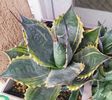 Parrasana Fireball 2025