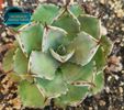 Agave Potatorum 2025