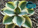 Agave Potatorum Super Crown 2025