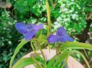 Tradescantia Sweet Kate