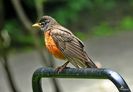 Robin 11c
