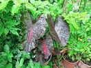 Colocasia Redemption