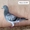Mascul 25-499