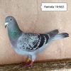 Femela 19-960