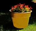 Red Begonia