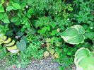 Hosta Orion's Belt