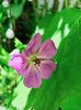 Geranium