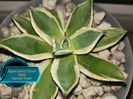 Agave parryi Cream Spike 2025