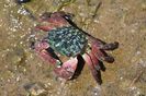 Sun Photo A00037 7-11-2018 Crab in Upper Newport Bay low resolution