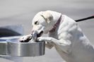 Sun Photo A00036 4-27-2018 Thirsty Dog in Newport Beach CA low resolution