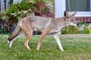 Sun Photo A00033 7-30-2018 Coyote on neighbors lawn Orange County CA low resolution