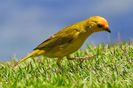 Sun Photo A00017 6-20-2018 Yellow Bird on the Big Island low resolution