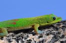Sun Photo A00016 6-20-2018 Green Gecko on the Big Island low resolution