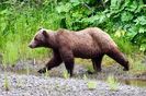 Sun Photo A00008 6-12-2019 Bear near Icy Strait Point Alaska 1 low resolution