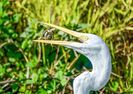 Sun Photo A00011 2-25-2019 Great egret catches lizard 2 low resolution