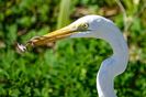 Sun Photo A00010 2-25-2019 Great egret catches lizard 1 low resolution