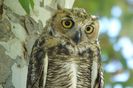 Sun Photo A00004 7-19-2022 Owl in Orange County CA low resolution