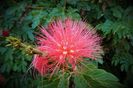 Sun Photo A00001 10-12-2022 Pink Flower in Orange County CA low resolution