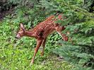 Bambi 2