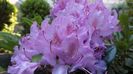 Rhododendron