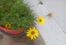 Coreopsis - ochiul fetei