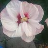 Hibiscus Carneus plena