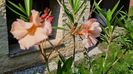 Apricot Queen