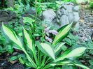 05.08.2025, Hosta Lakeside Little Tuft