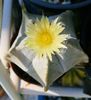 Astrophytum myriostigma ( altul)