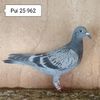 Pui 25-962