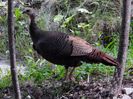 TURKEY FEMALE 2, QC
