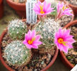 Mammillaria insularis