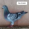 Pui 25-663