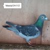 Mascul 24-112