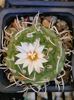 Turbinicarpus, inflorit din nou!