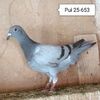 Pui 25-653