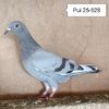 Pui 25-528