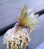 Astrophytum asterias Hanazono