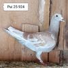 Pui 25-924