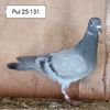 Femela 25-131