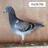 Pui 25-796