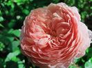 floribunda, Tantau, 2016, colecția "Nostalgic Rose"
