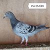 Pui 25-690