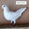 Mascul 24-261