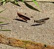 Grasshopers